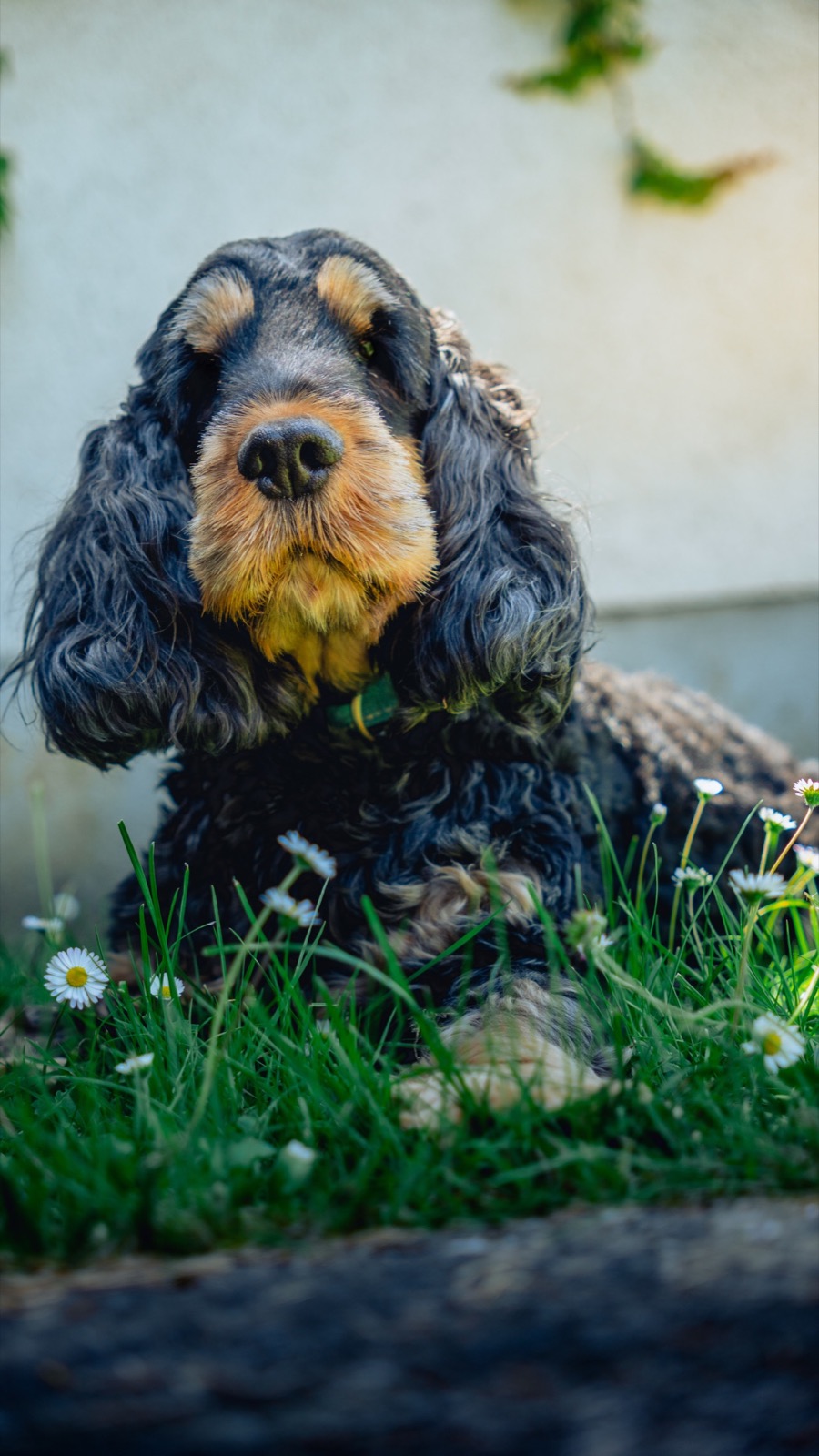 Chien cocker dans l’herbe